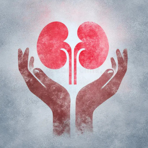 Kidney for Laura Christina